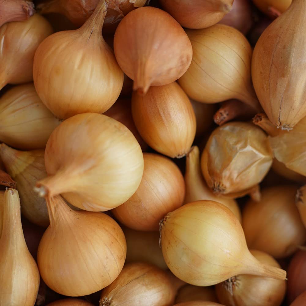 Suttons Organic Onion Hardy Bulb Easy to Grow for Beginners Spring Jet Set 1 x 250g