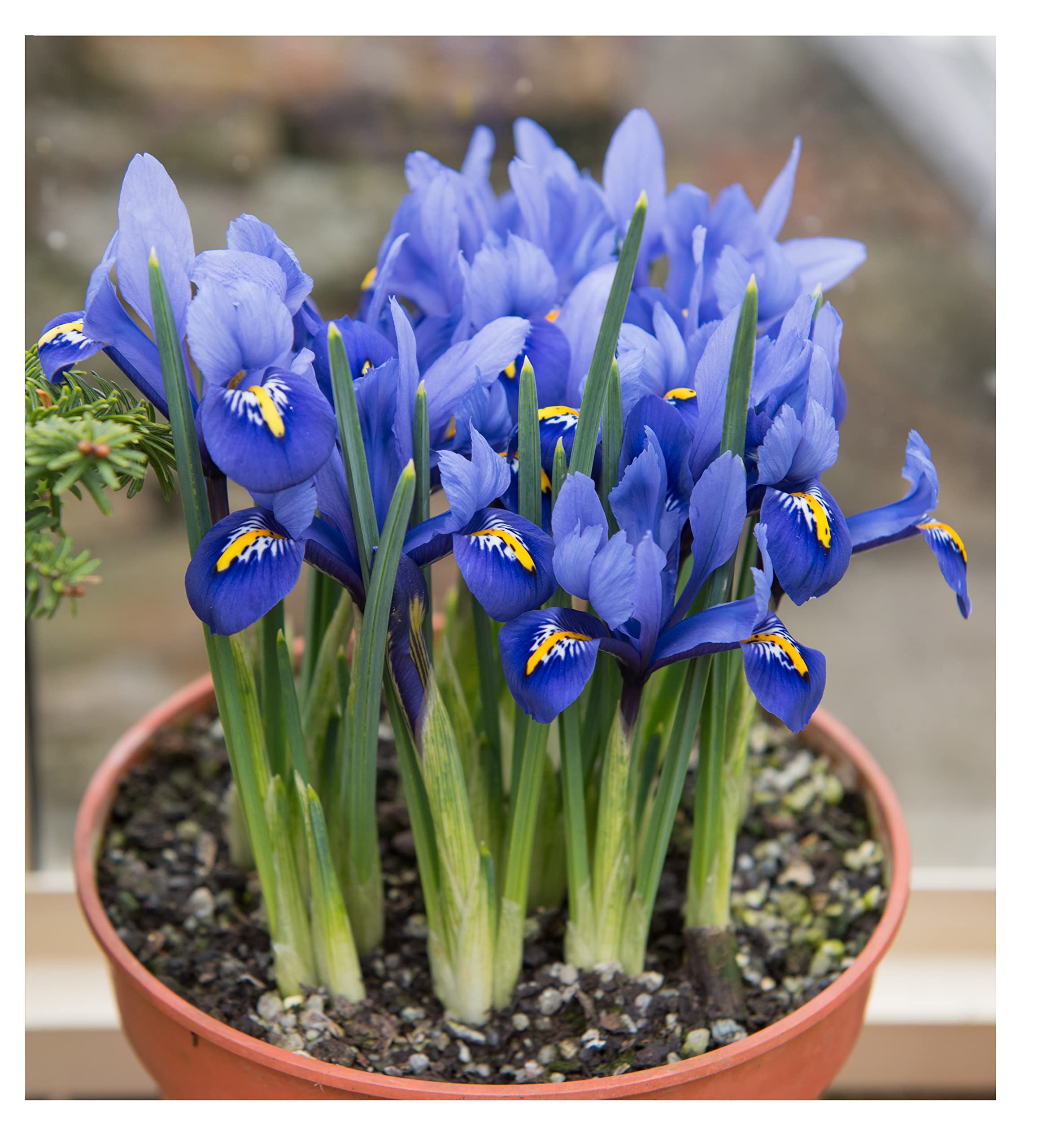  Oliwier's Bulbs 20x Iris Reticulata Harmony Bulbs for Rockeries and Potted Gardens
| Oliwier's Bulbs 20x Dwarf Miniatur