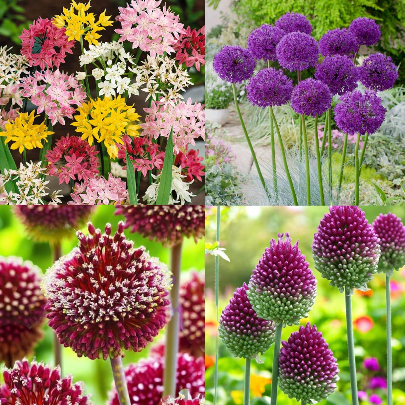 Carbeth Plants Allium 100 Spring Bulb Collection - Hardy Low Maintenance Pollinator Friendly Perennials - Great for Beds